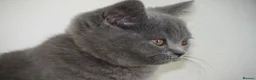 British Shorthair cats for sale: British Blue Kitten, ready! - Advert 2