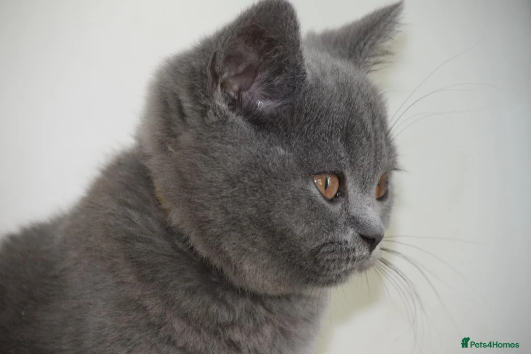 British Shorthair cats for sale: British Blue Kitten, ready! - Advert 2
