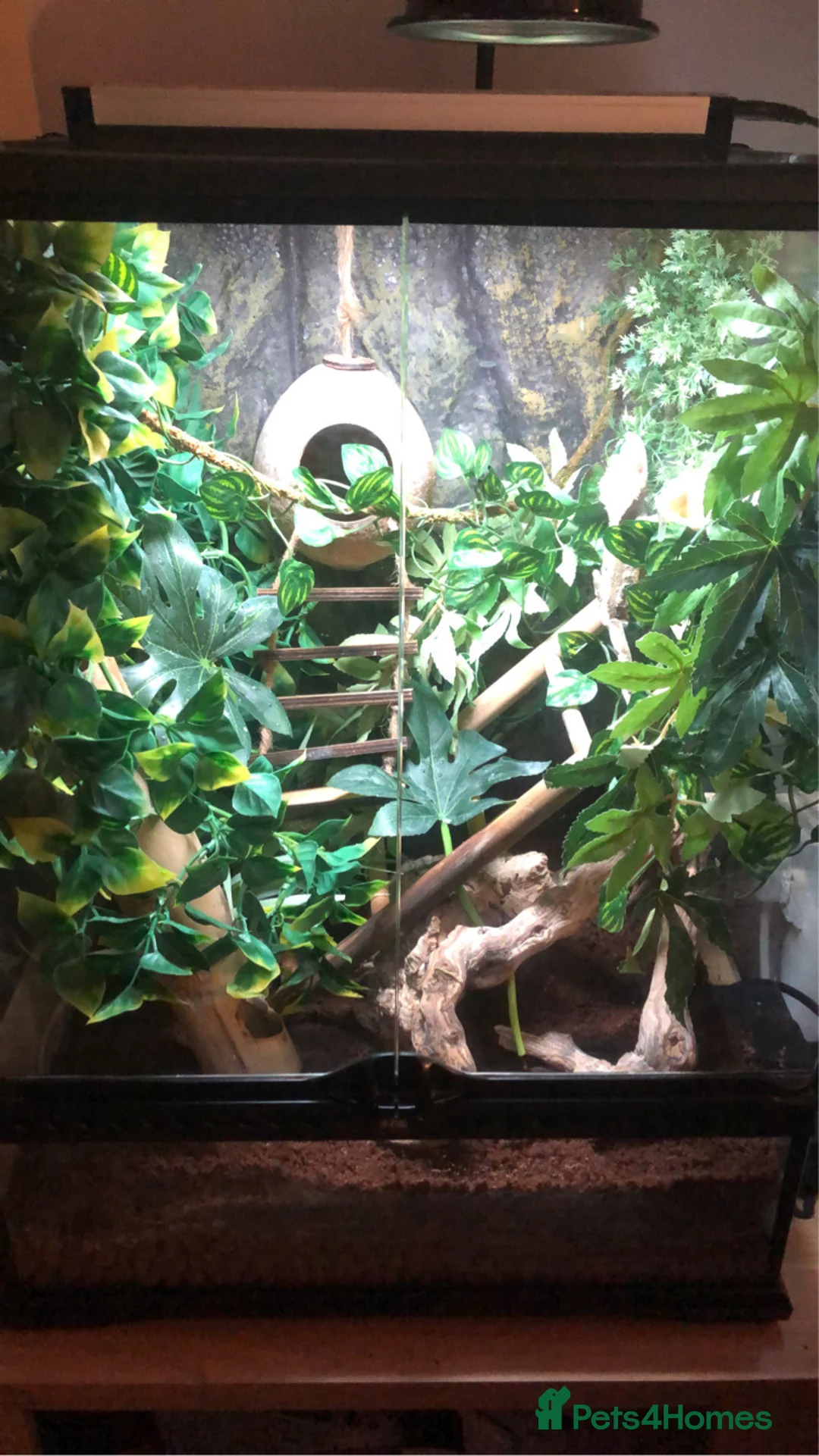 Gecko reptiles for sale: crested gecko - Advert 3