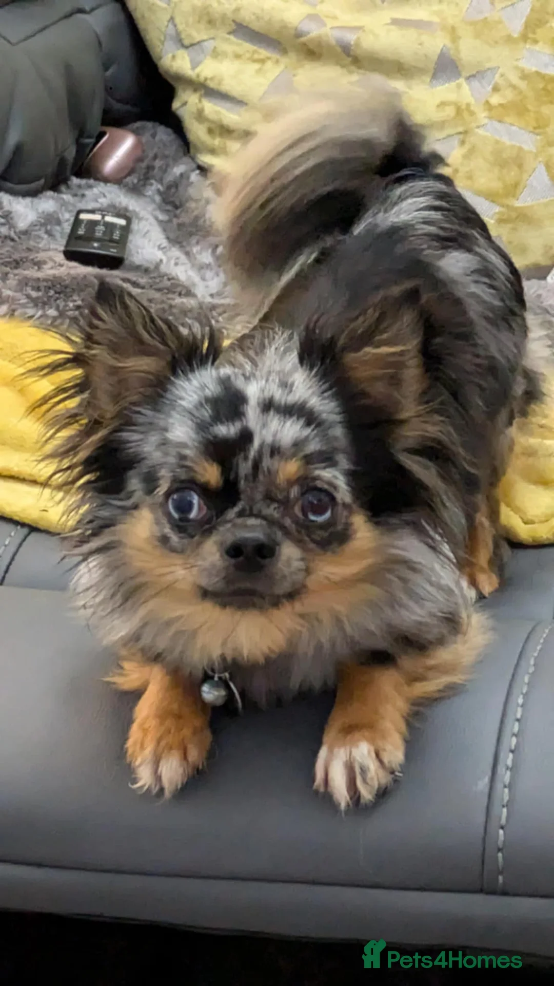 Chihuahua dogs for stud: Proven Merle Chihuahua Stud - Advert 1