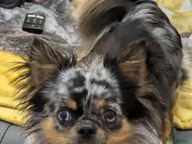 Chihuahua dogs for stud: Proven Merle Chihuahua Stud - Advert 1