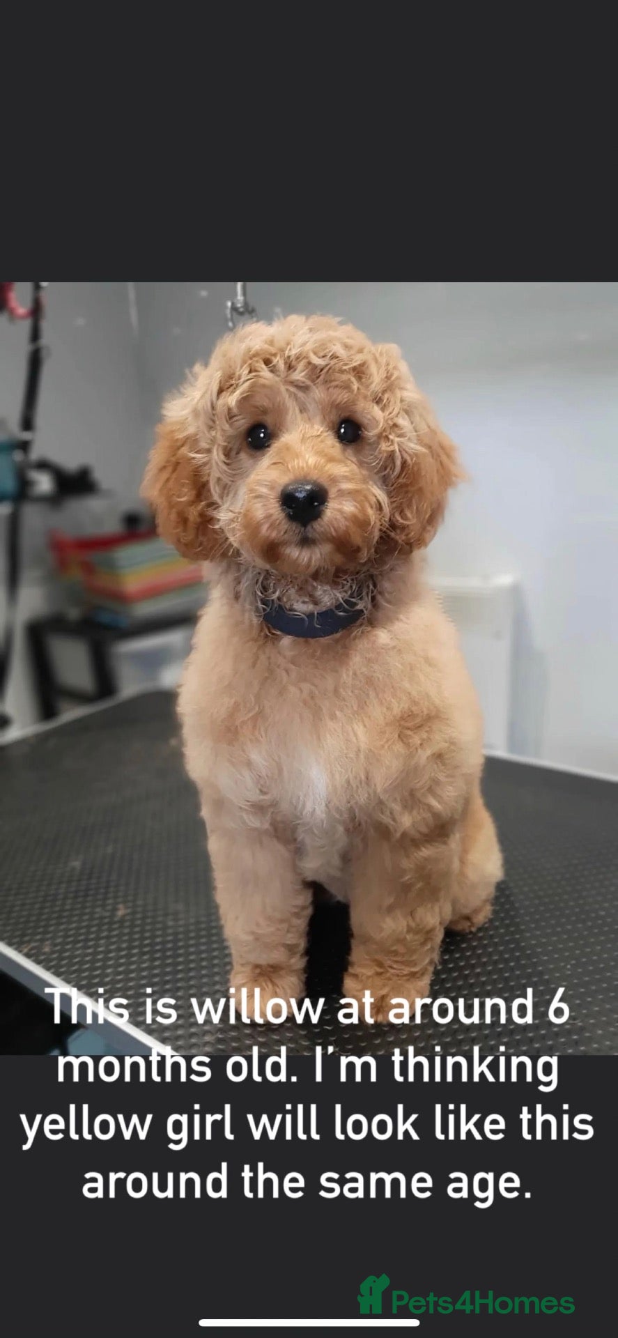 Cavapoo dogs  ⭐️Precious cavapoos F1B⭐️ - Advert 17