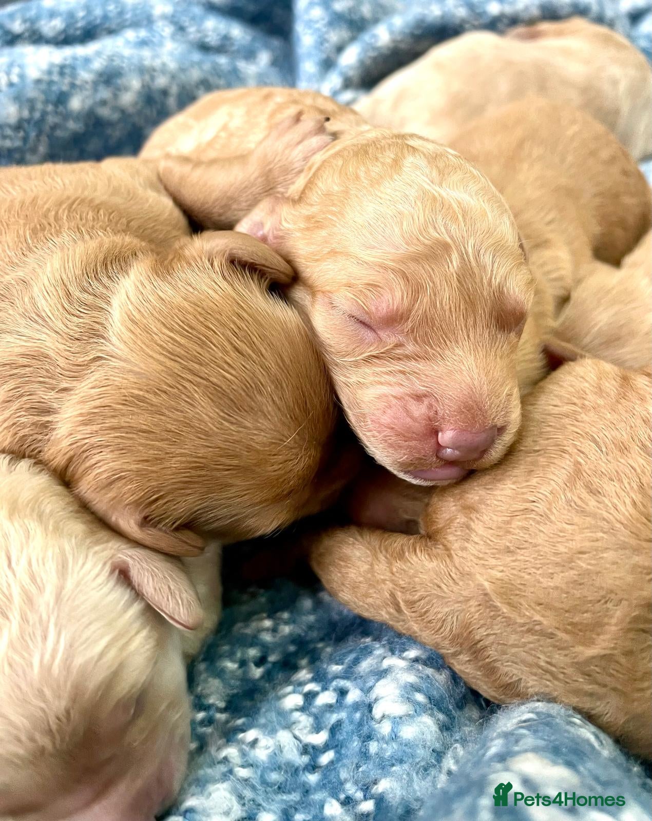 Mixed Breed dogs Double Doodle Puppies (Cockadoodles) - Advert 1