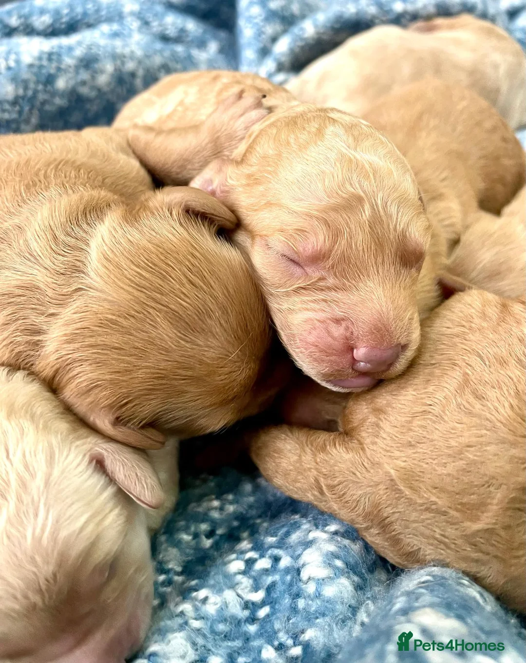 Mixed Breed dogs for sale: Double Doodle Puppies (Cockadoodles) - Advert 1