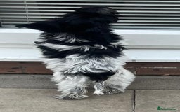 Cockapoo dogs for sale: F1b beautiful girl  - Image 6