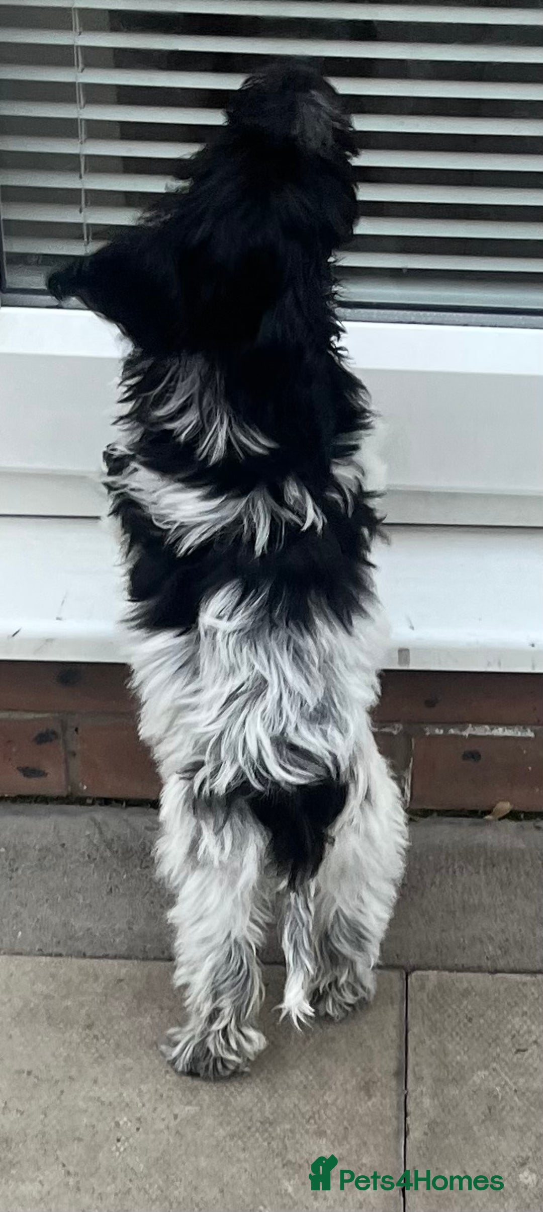 Cockapoo dogs for sale: F1b beautiful girl  - Image 6