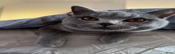 British Shorthair cats for sale: British Shorthair - Advert 3