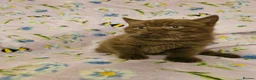 British Shorthair cats for sale:  READY NOW Brittish shorthair kittens - Advert 7