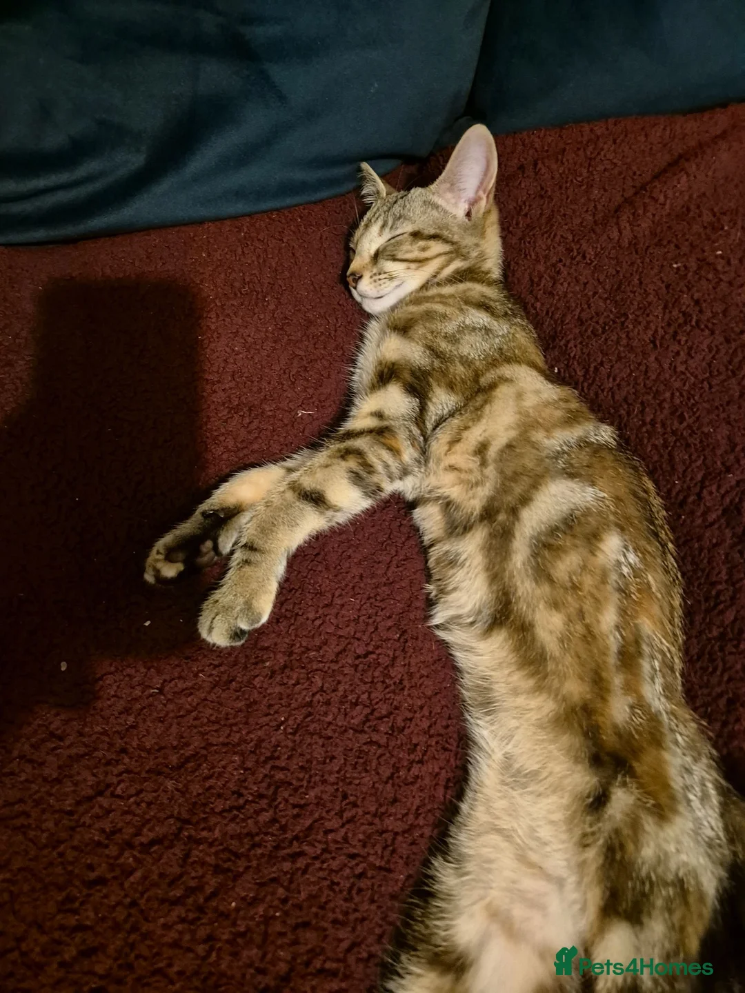 British Shorthair cats for sale: Tabby short-hair - 11 Months old in Leeds - Advert 2