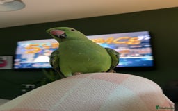 Parakeets birds for sale: 6 Month Old Female Indian Ringneck Parakeet  - Image 4
