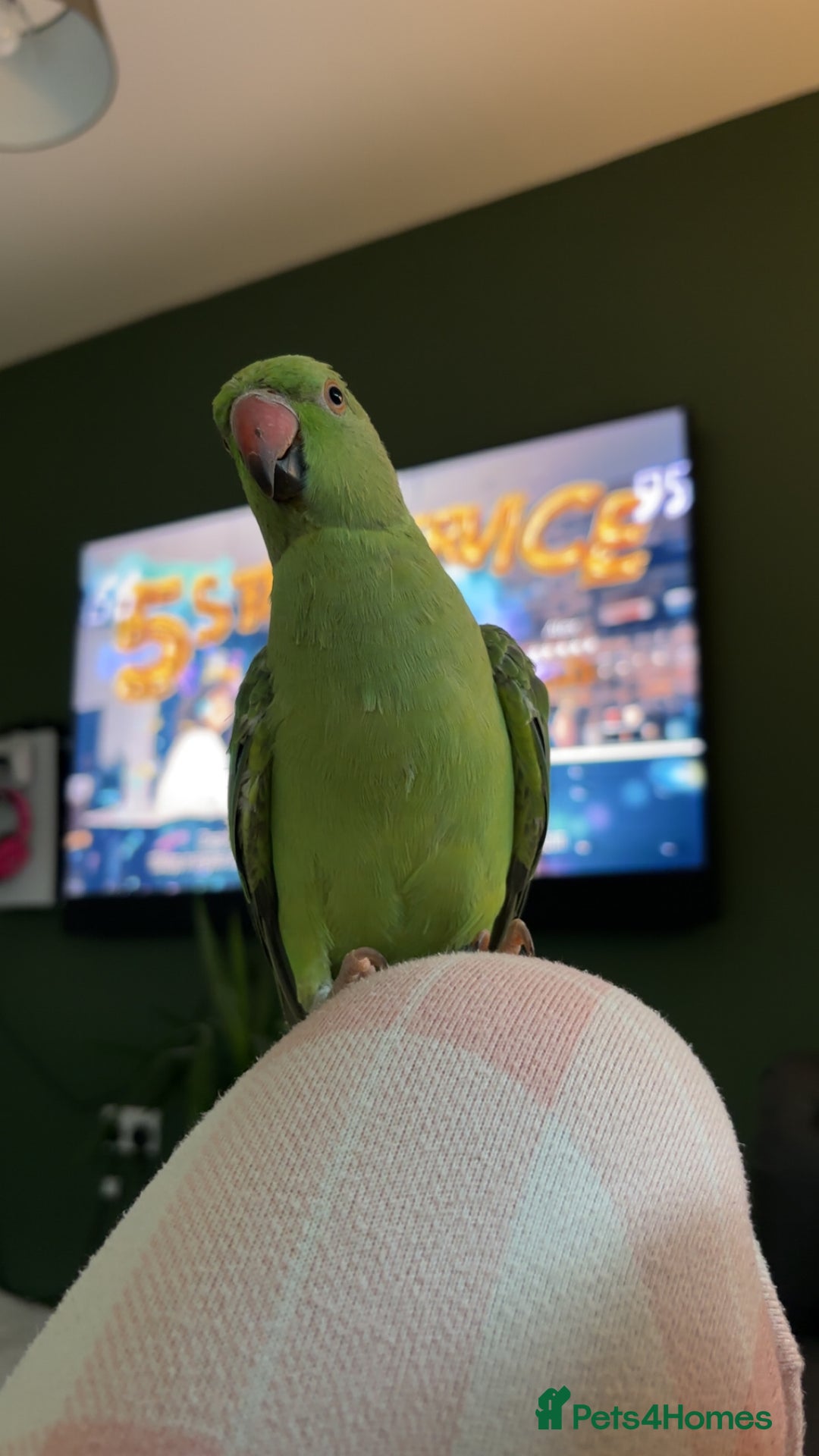 Parakeets birds for sale: 6 Month Old Female Indian Ringneck Parakeet  - Image 4