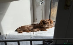 Dachshund dogs for sale: Dachshunds 4x Male 3x Female - Image 9