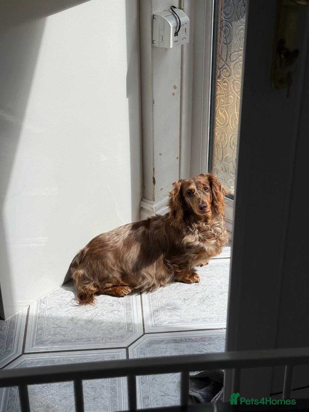 Dachshund dogs for sale: Dachshunds 4x Male 3x Female - Image 9
