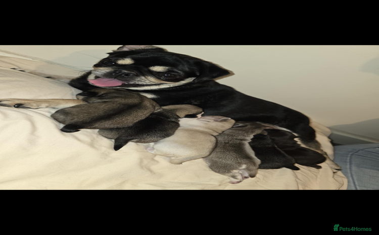 Pug dogs - Advert 1