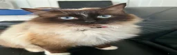 Ragdoll cats for sale: Stunning ragdoll kittens ready now  - Advert 17