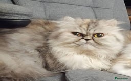 Persian cats for sale: Our beloved girl needs rehoming  - Image 2
