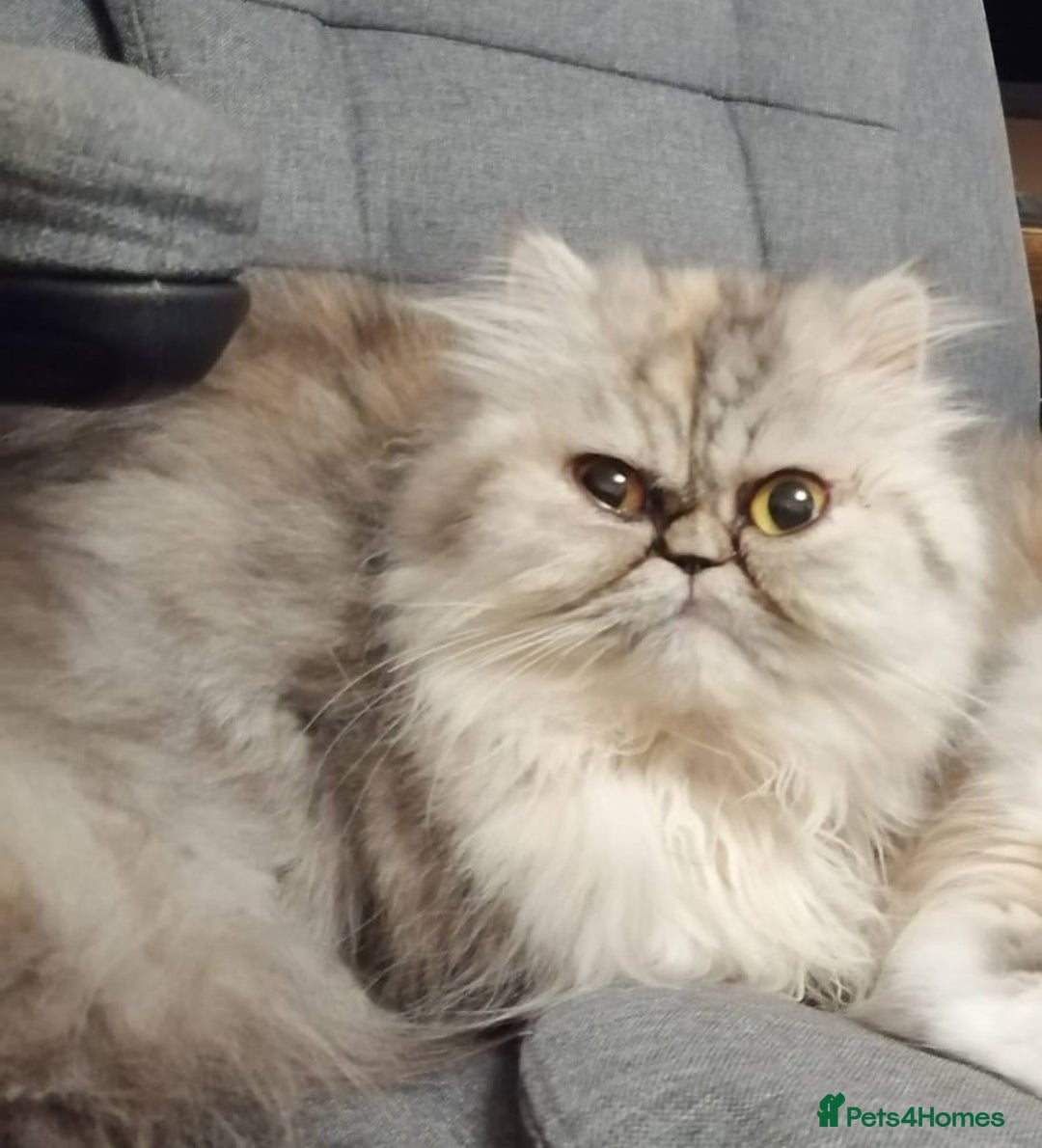 Persian cats for sale: Our beloved girl needs rehoming  - Image 2