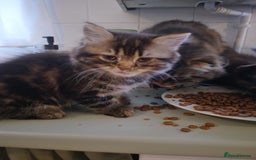 Mixed Breed cats for sale: Scottish fold cross kitten - Image 3