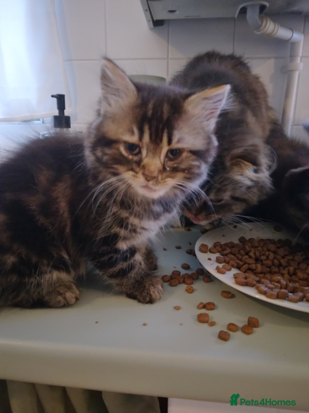 Mixed Breed cats for sale: Scottish fold cross kitten - Image 3