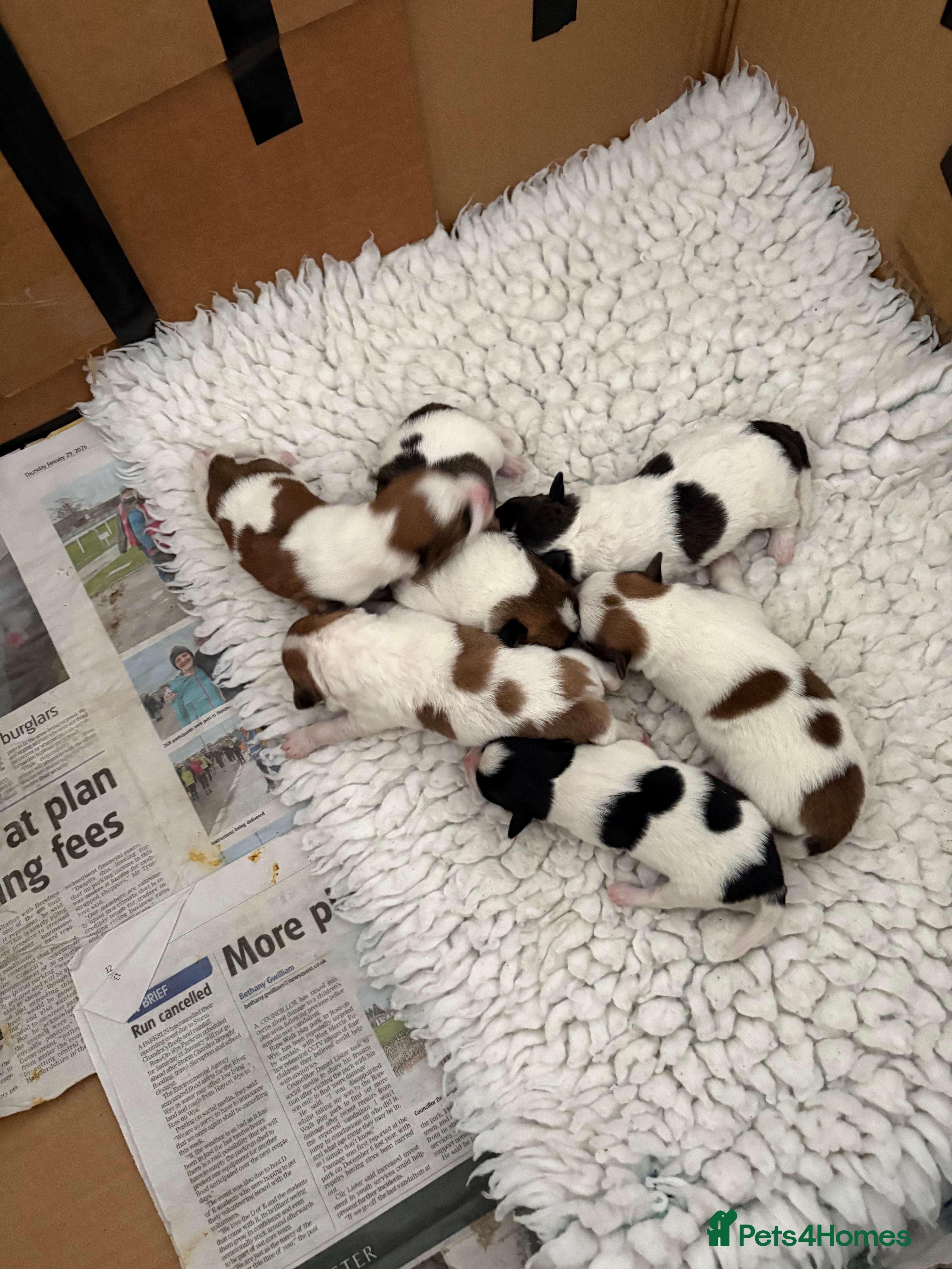 Mixed Breed dogs Adorable Jack Russell x  Zoochon Puppies - Advert 3