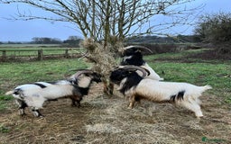 Goats livestock for sale: 3 Old English Billy Goats - very low maintenance - Image 3