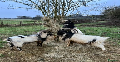 Goats livestock - Advert 5