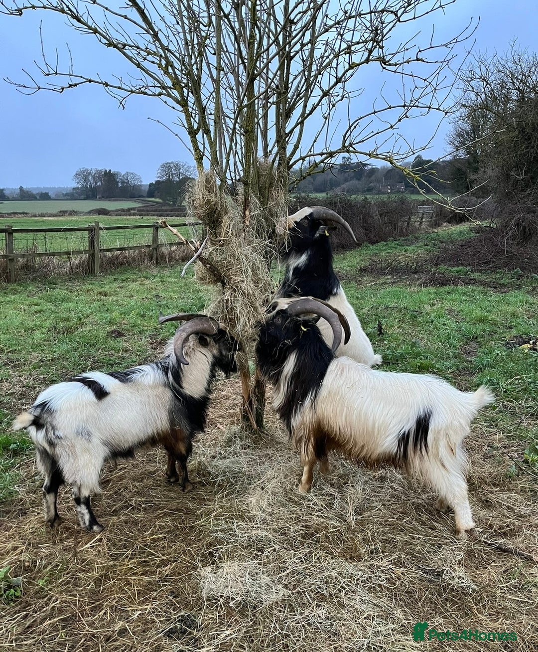 Goats livestock for sale: 3 Old English Billy Goats - very low maintenance - Image 3