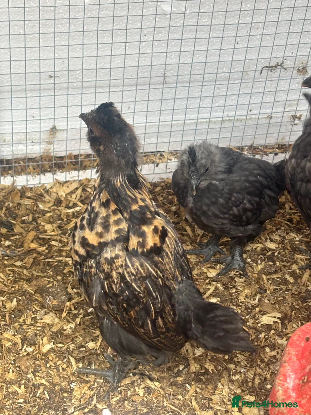 Chickens poultry for sale: 9 Silkie mixed polish chicks grey/black very cute - Advert 1