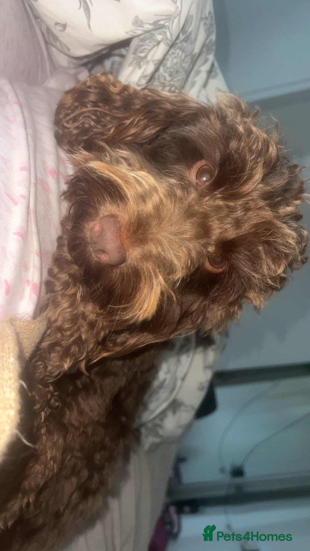 Mixed Breed dogs for sale: LAST GIRL 🩷 daxipoo - Advert 15