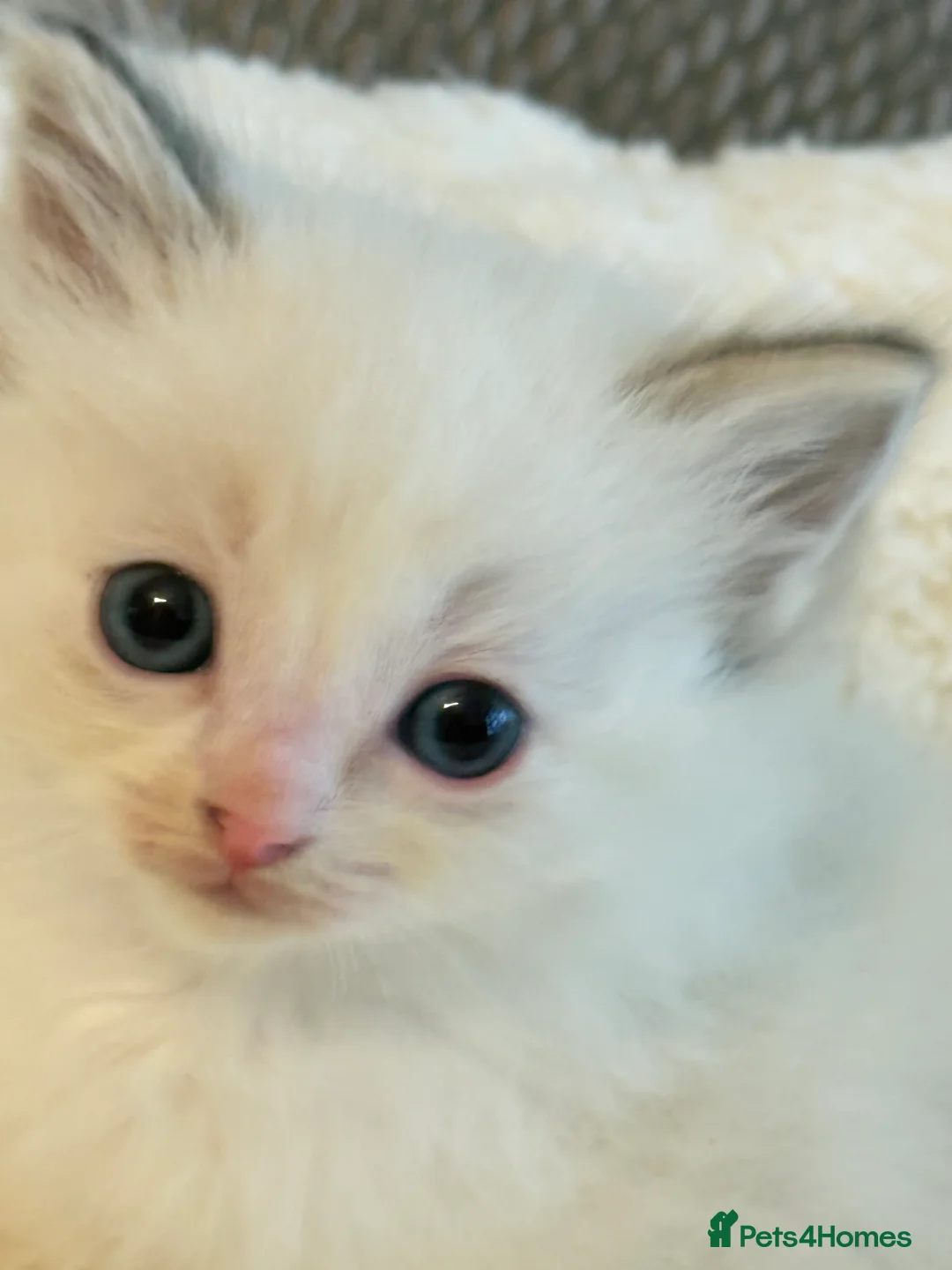 Ragdoll cats for sale: 🏅GCCF RAGDOLLS AWARD WINNING LINES NOW AVAILABLE  - Advert 17