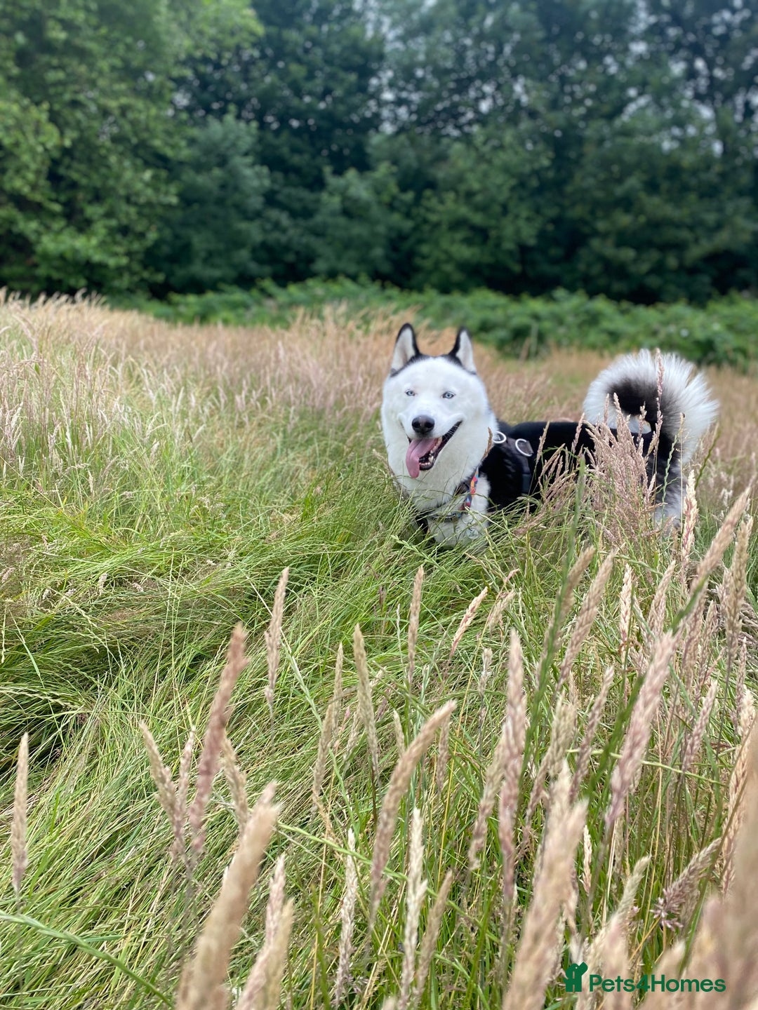 Siberian Husky dogs for stud: Stunning Blue eye Sibrian Husky for Stud  in Liverpool - Image 3