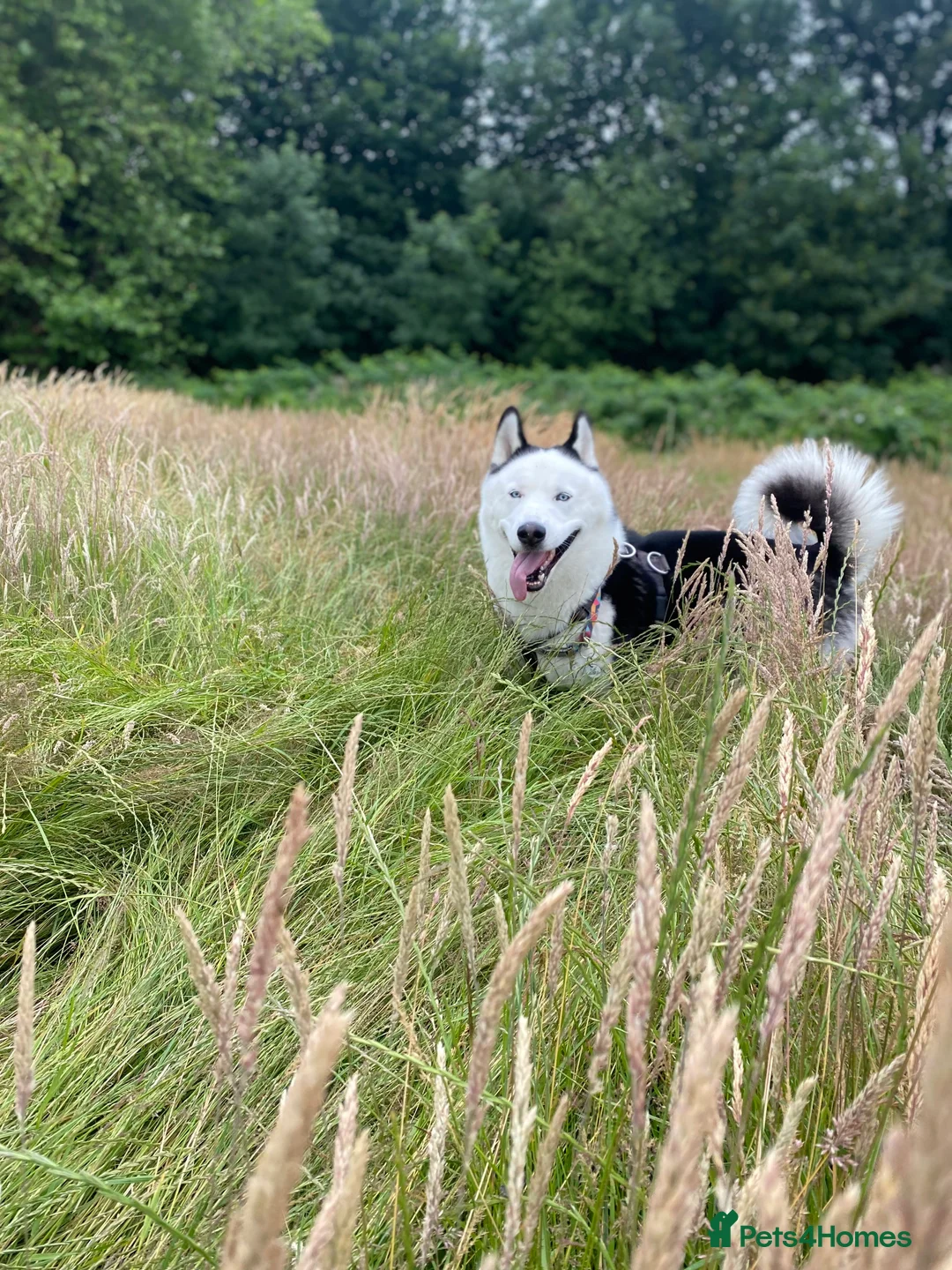 Siberian Husky dogs for stud: Stunning Blue eye Sibrian Husky for Stud (Proven) in Liverpool - Advert 3