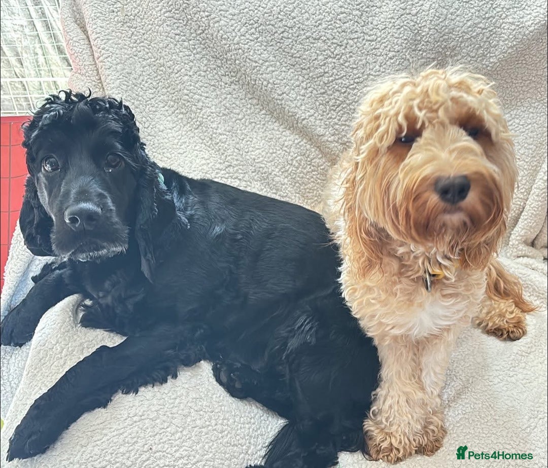 Cockapoo dogs for sale: F1b Cockapoo  - Image 5