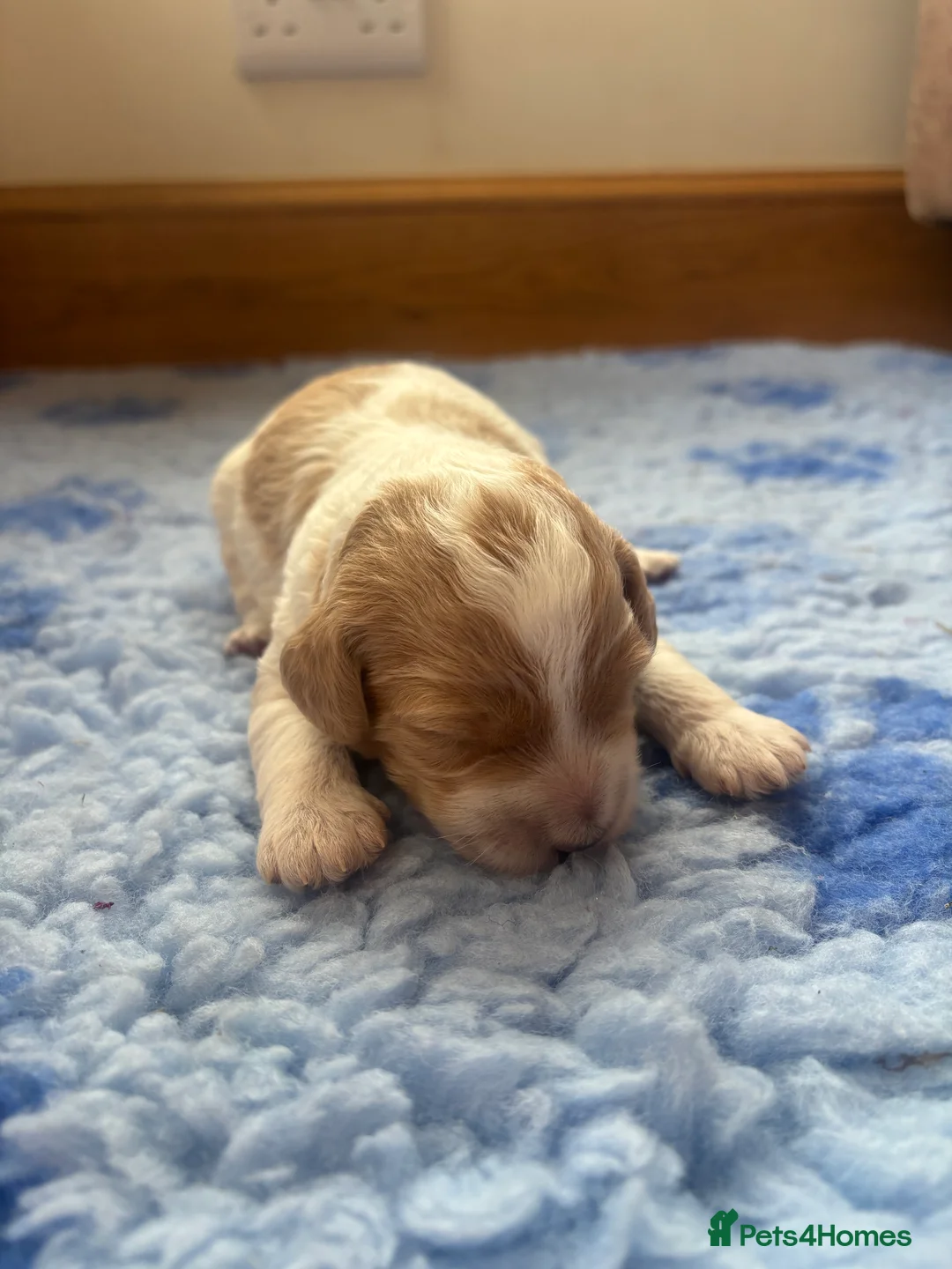 Cockapoo dogs for sale: 🐣Toy Cockapoo Puppies 🌸 - Advert 15