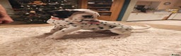 Dalmatian dogs for sale: Ready now - Champion Boys in the making!! - Advert 33