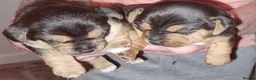 Jack Russell dogs for sale: Jack Russel Terrier in York - Advert 6