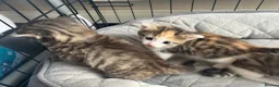 Mixed Breed cats for sale: Kittens  - Advert 2