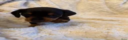 Miniature Dachshund dogs for sale: Black and Tan Miniature Dachshund Puppies  - Advert 16