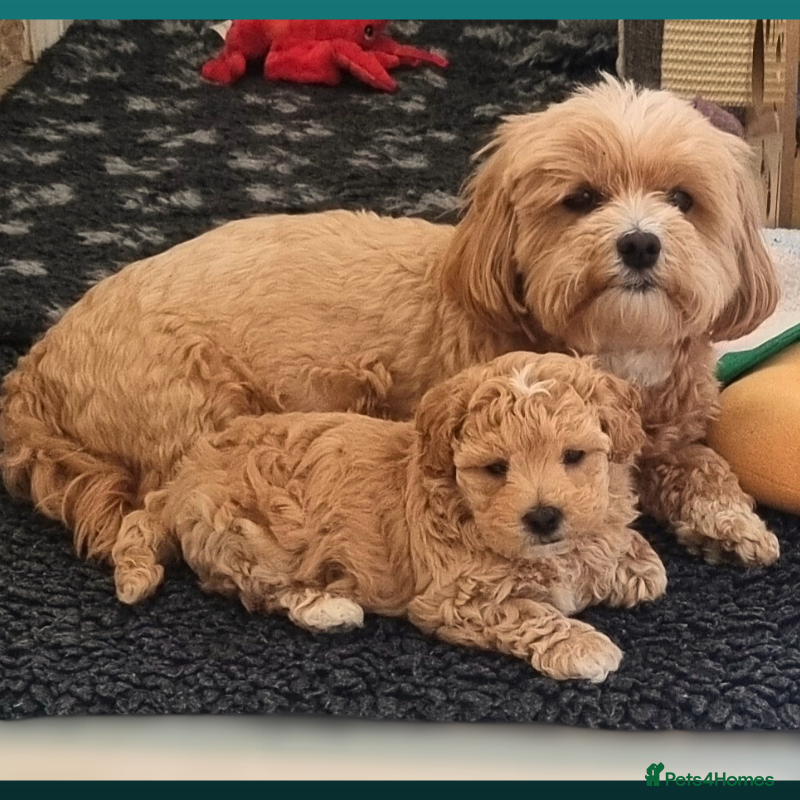 Maltipoo dogs Family-Raised Toy Maltipoo, DNAClear, 3GenPedigree - Advert 11