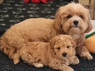 Maltipoo dogs Family-Raised Toy Maltipoo, DNAClear, 3GenPedigree - Advert 11