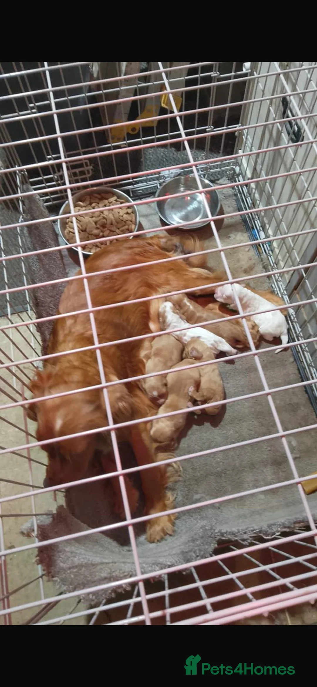 Cocker Spaniel dogs for sale: 6 beautiful working cocker spaniel puppies - Advert 2