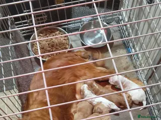 Cocker Spaniel dogs Six beautiful cocker spaniel puppies available - Advert 13