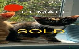 British Shorthair cats for sale: Beautiful Lively Kittens   - Image 7