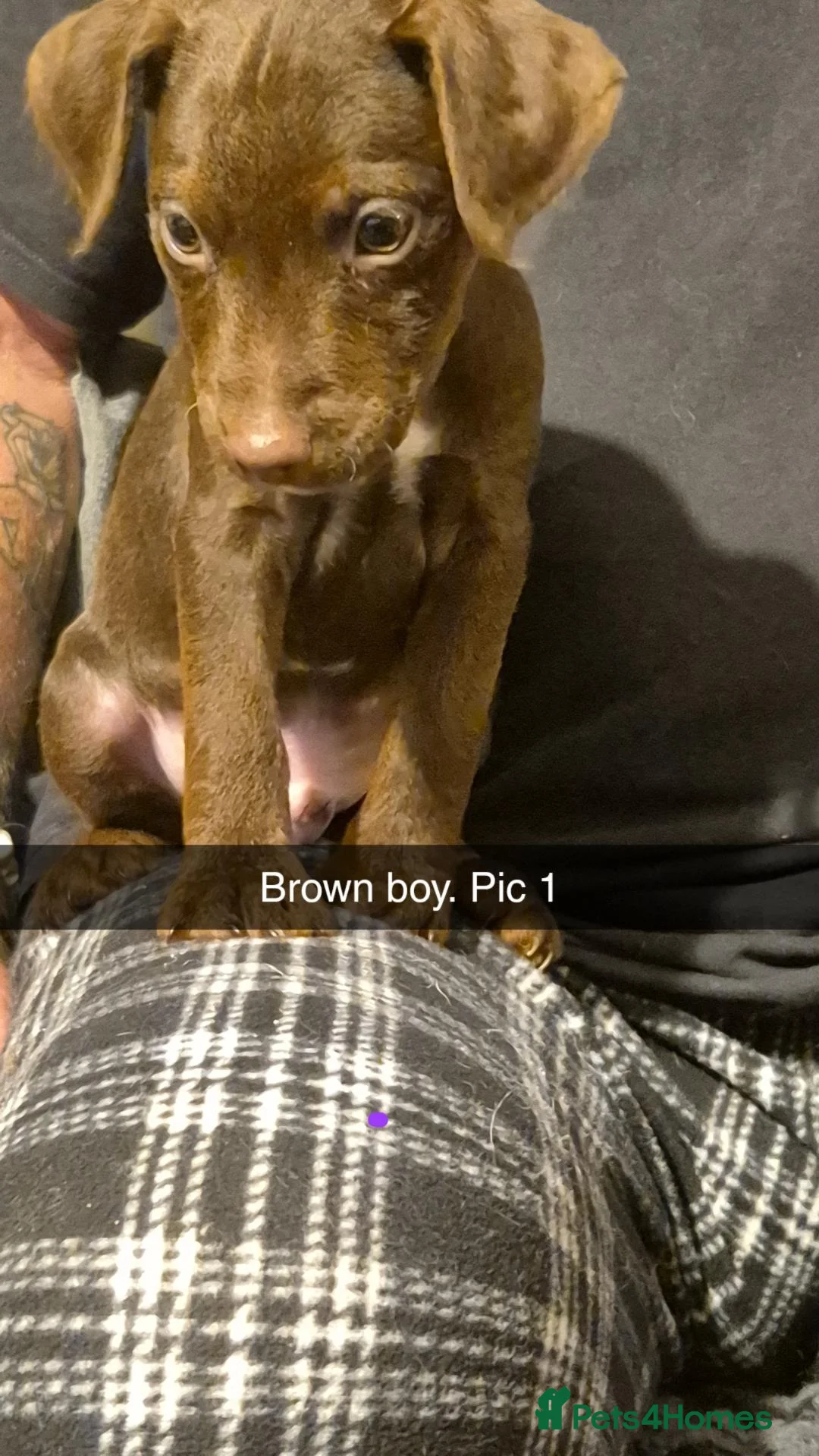 Mixed Breed dogs for sale: Patterdale/lakeland mix pups. - Advert 15