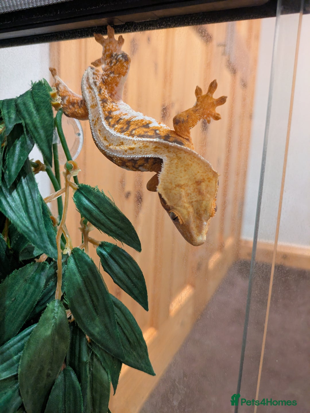 Gecko reptiles for sale: Beautiful Female Crested Geckos    - Image 17