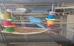 Parrots birds for sale: X BIRDS/PARAKEETS/PARROTS AVAILABLE X - Image 10