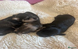 Miniature Schnauzer dogs for sale: Two Gorgeous boys  - Image 2