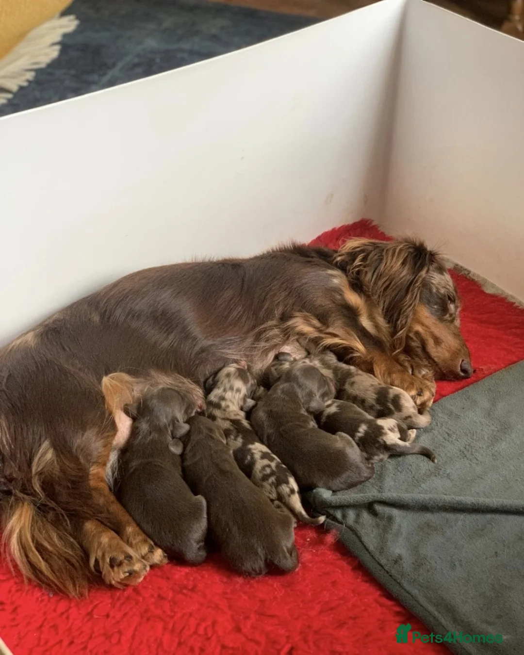 Miniature Dachshund dogs for sale: Long Haired Miniature Dachshund Pups - READY SOON! in Plymouth - Advert 2