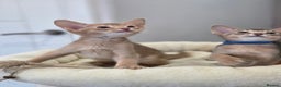 Abyssinian cats for sale: Gorgeous Tica  Abyssinian Kittens  - Advert 19