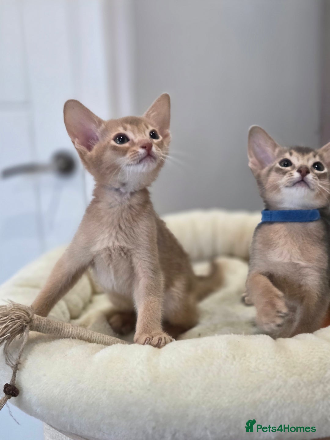 Abyssinian cats for sale: Gorgeous Tica  Abyssinian Kittens  - Advert 19